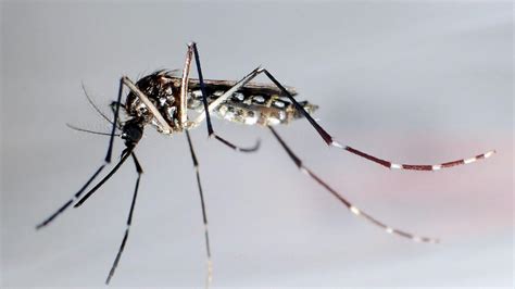 dengue fieber rki